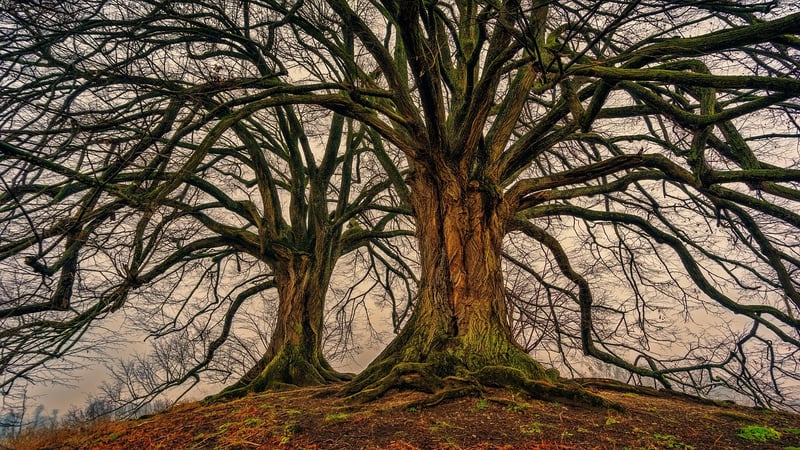 Black Forest